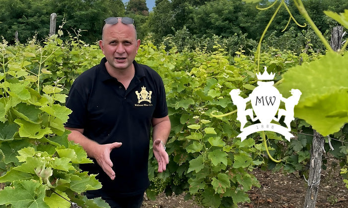 Mukuzani Wine Cellar — Between Two Worlds