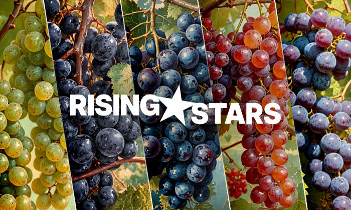Rising Stars — Revival of Five Rare Georgian Varieties